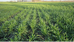 Продажа готового агробизнеса в Гродненской области